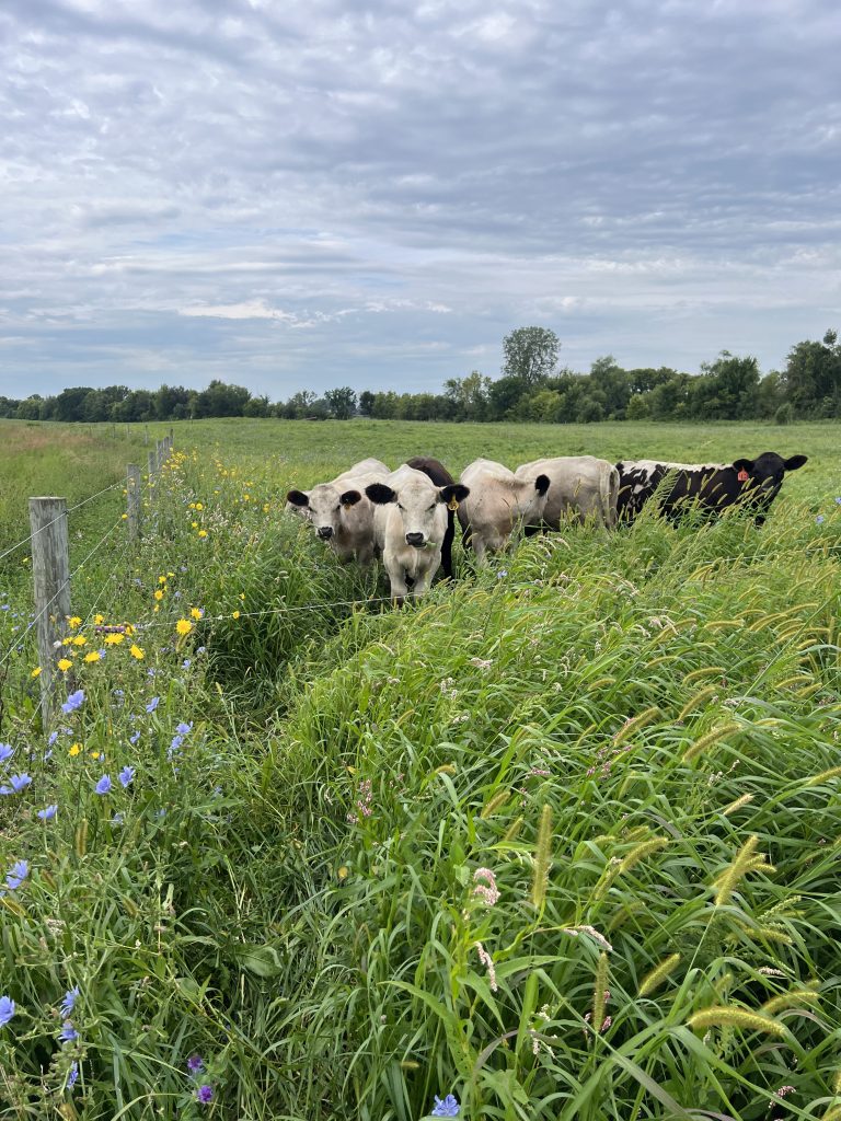 Cattle grazing on W.T. Farms