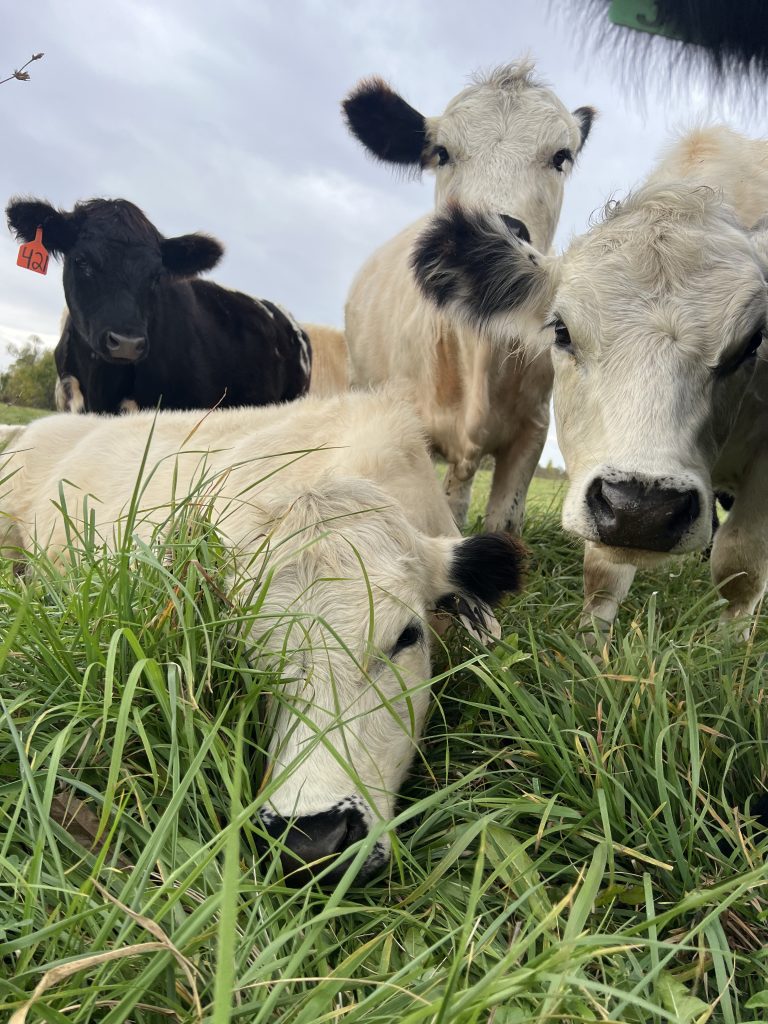 Cattle on W.T. Farms