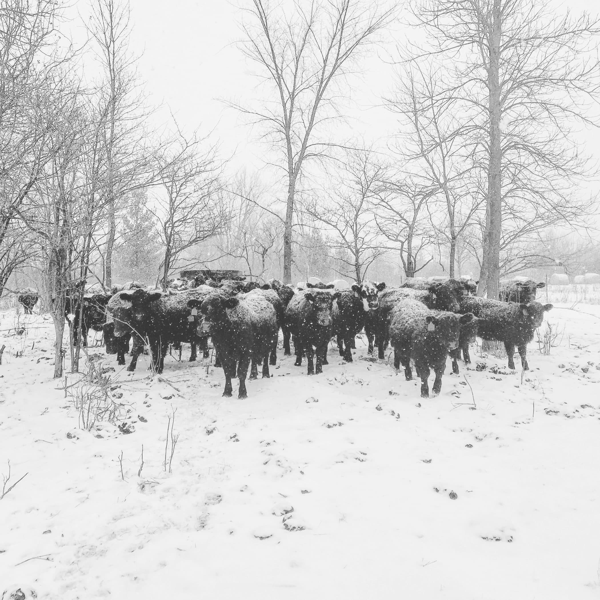 A herd of black cows stands in a snow-covered landscape with trees.