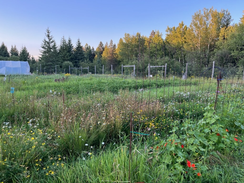 A landscape of plants with trees in the background.