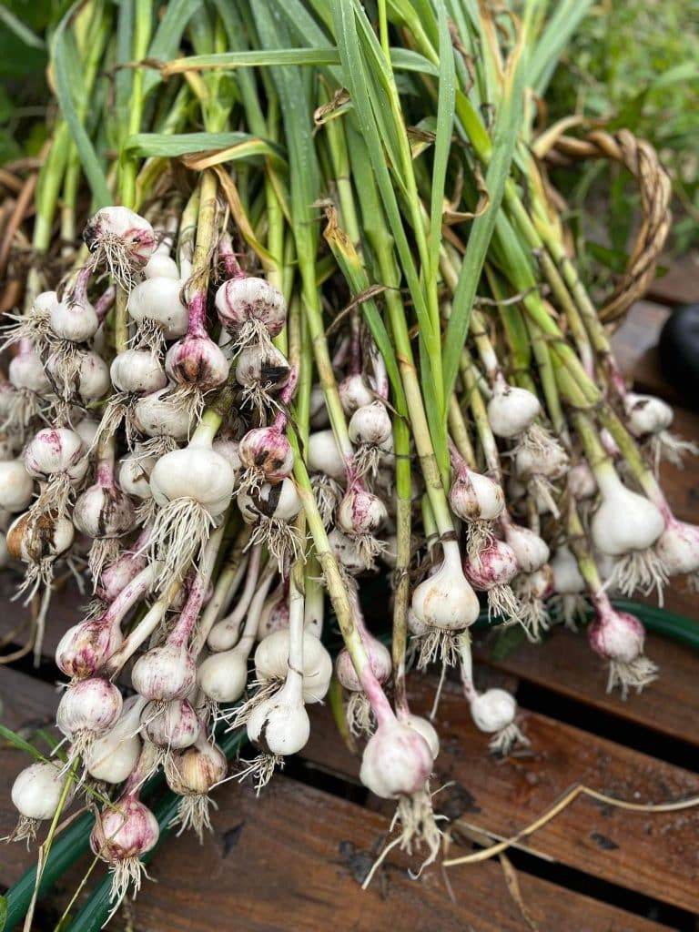 A bundle of garlic.