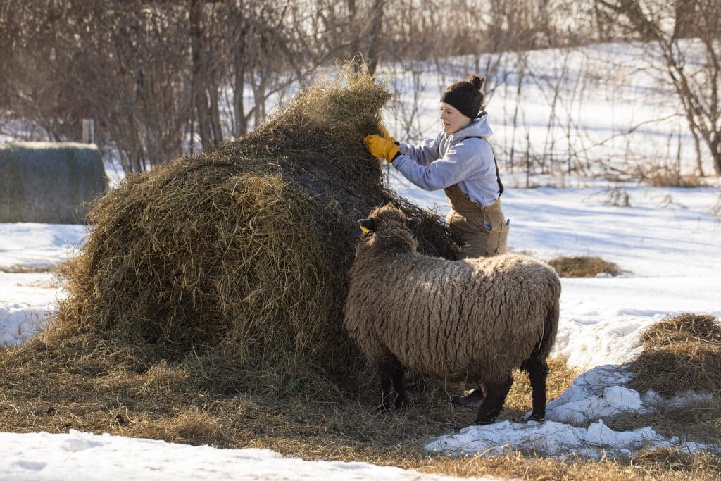 MFU Member Brittney Johnson moves hay for her sheep in the winter 
