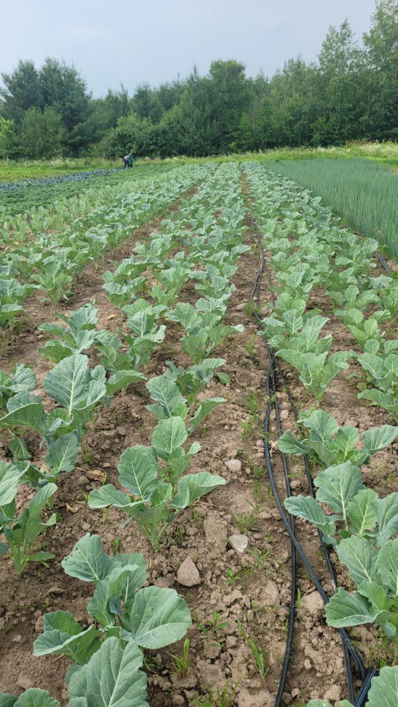 Rows of brassica crops in a field with black waterlines running along the rows.