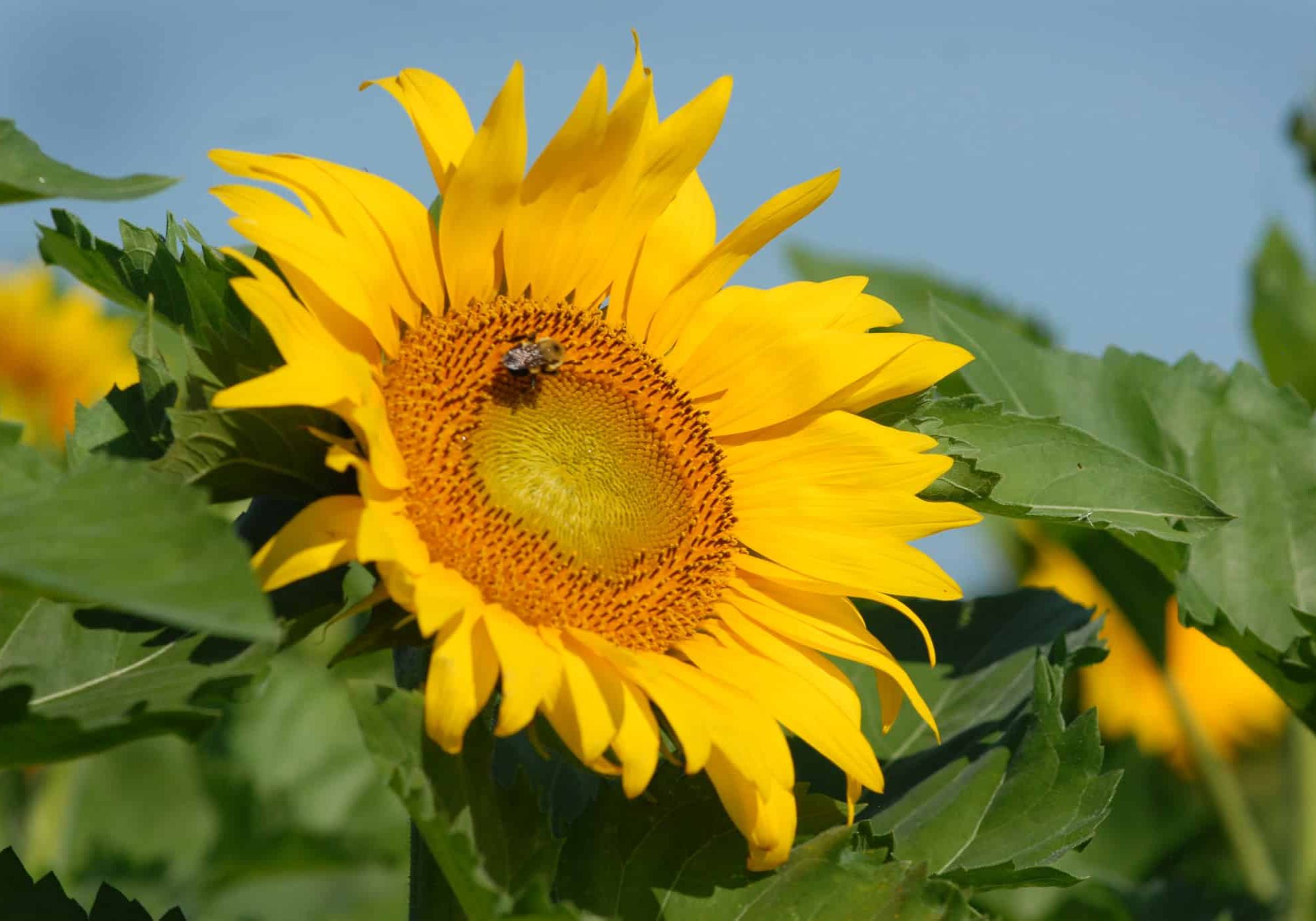 54714751401_7753caf93f_k