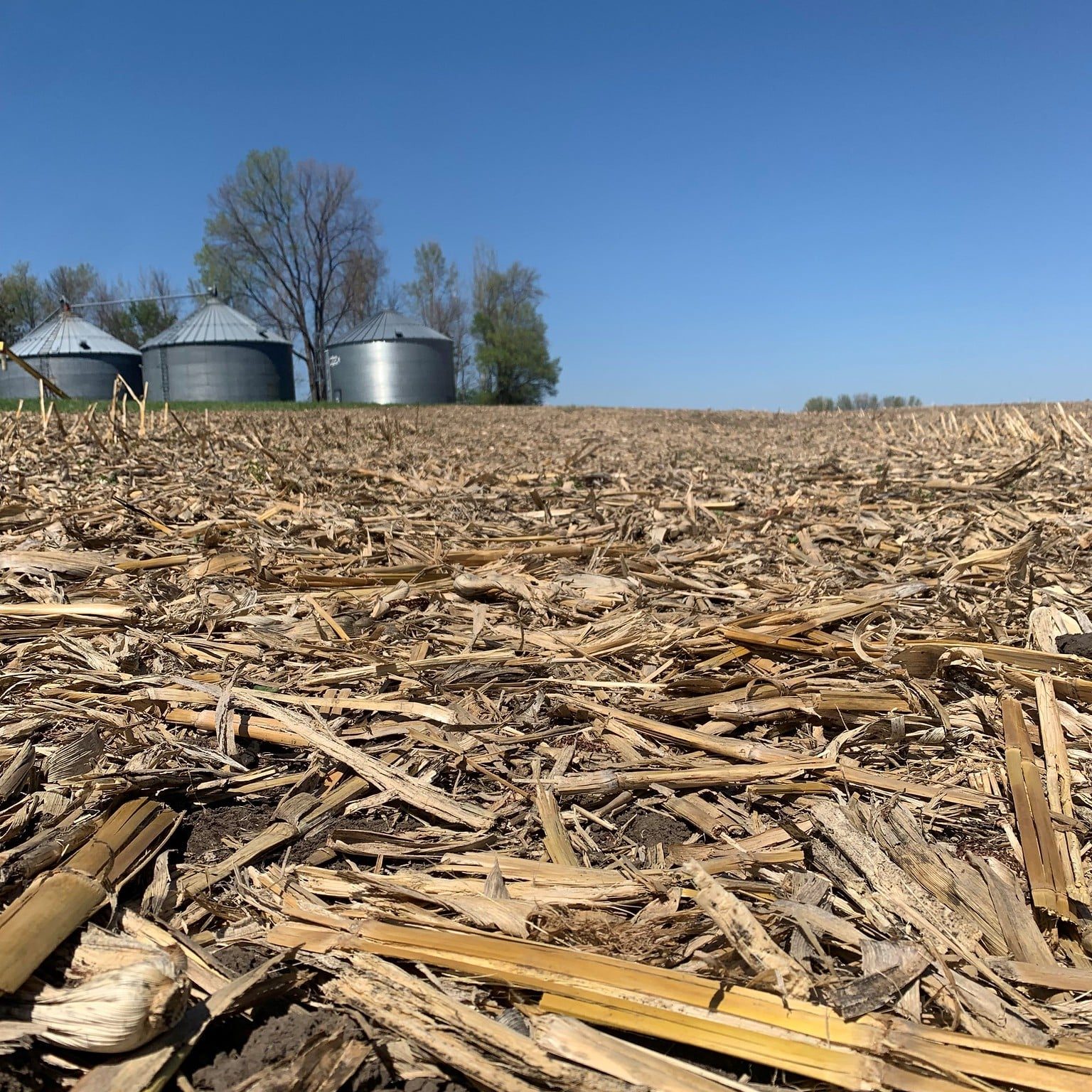 Corn residue after harvest