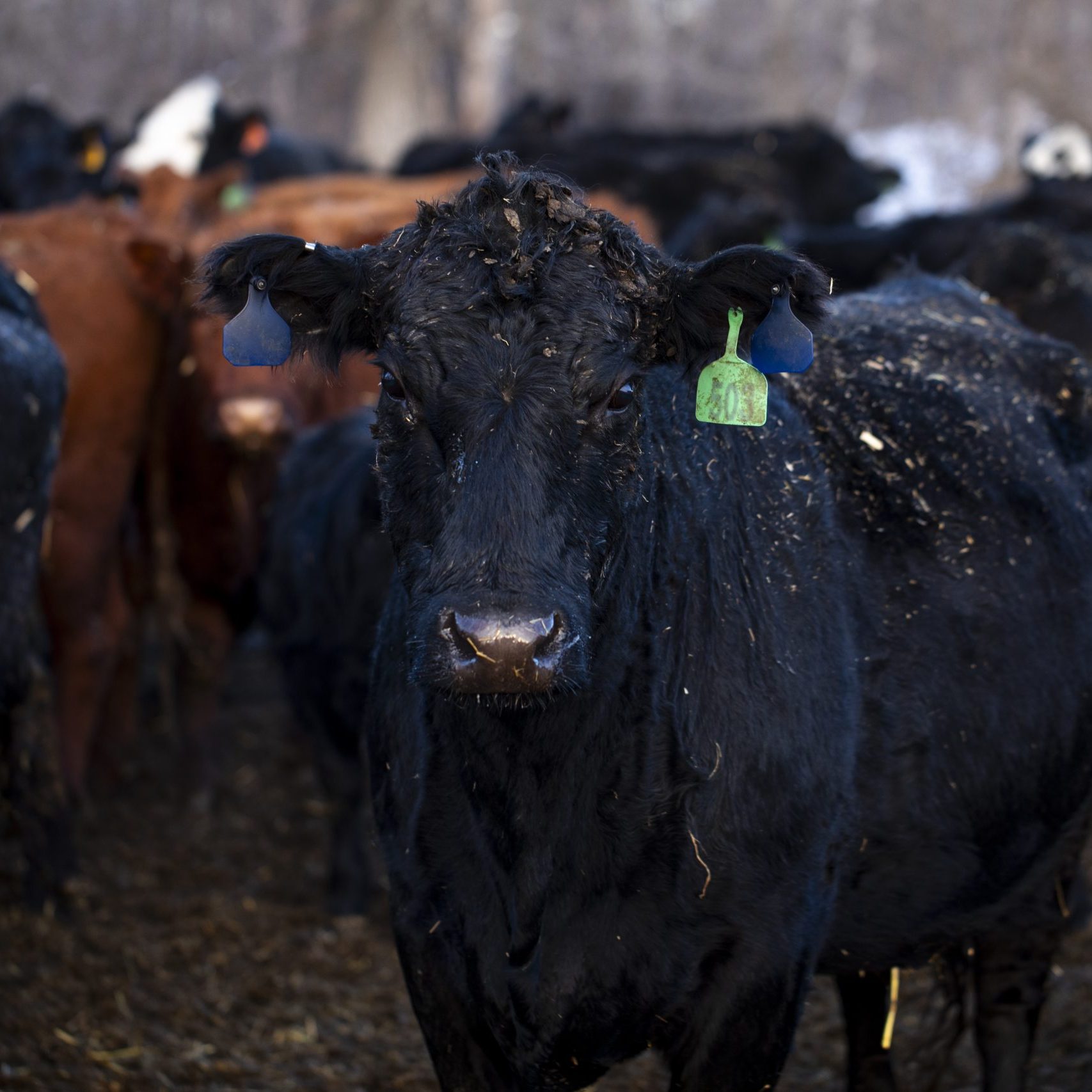 55076837551_442879189c_o