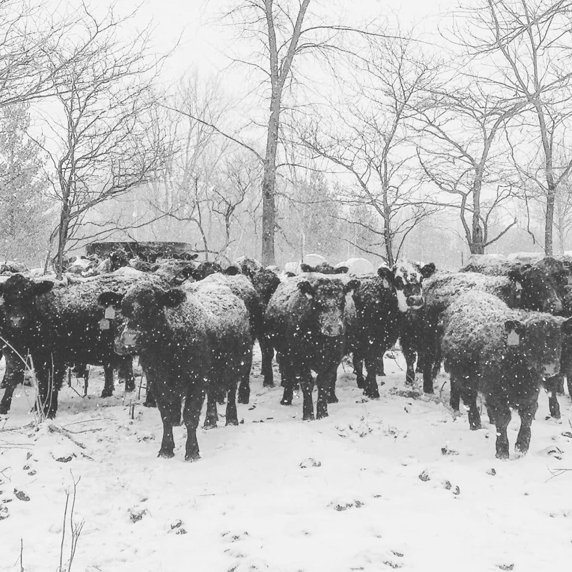 Jake Pettit cattle in snow