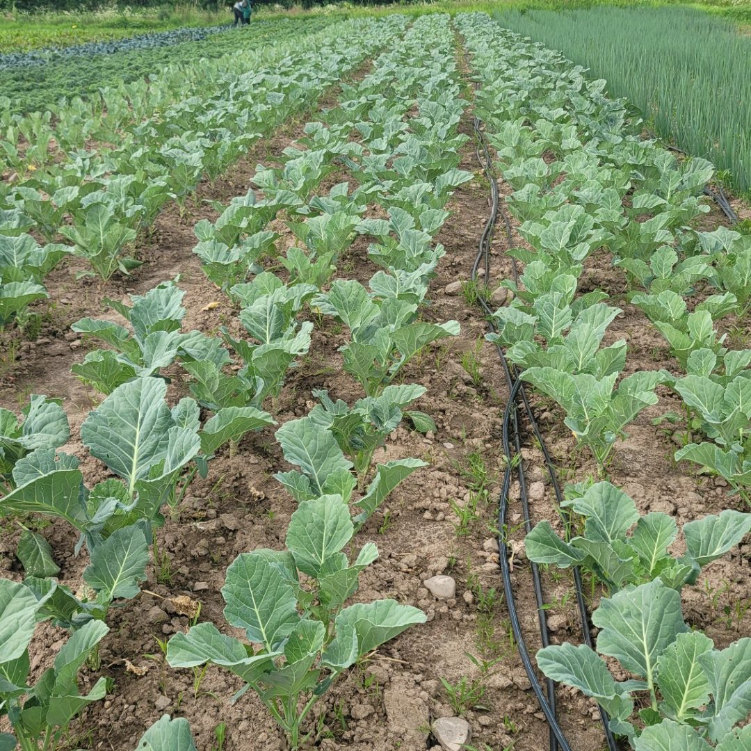 Jane Windsperger farm