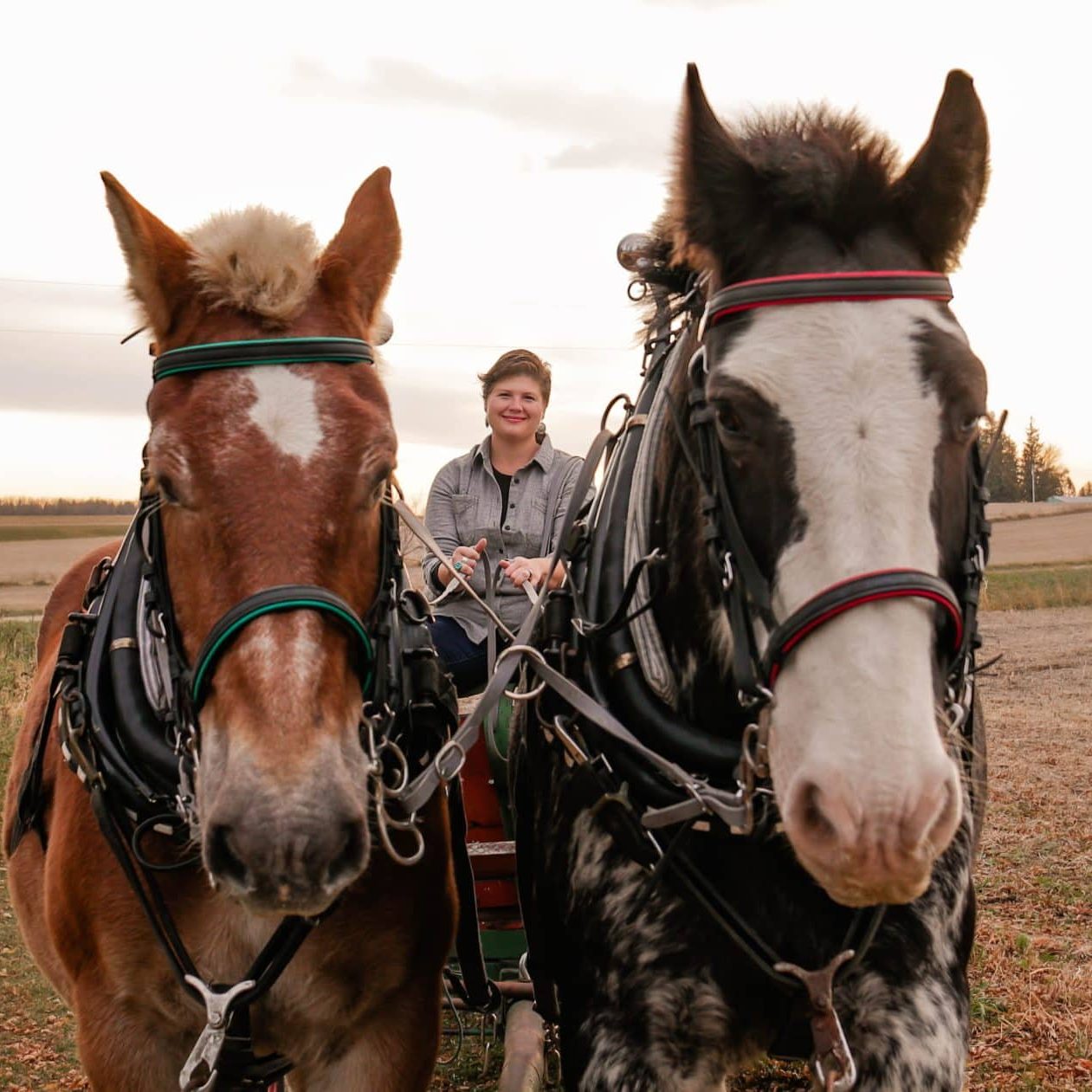 Lindsey Zemanek draft horses