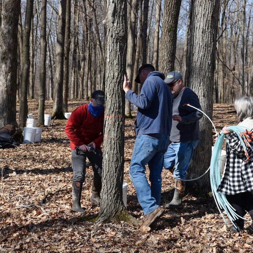 sapsucker farms maple tapping event